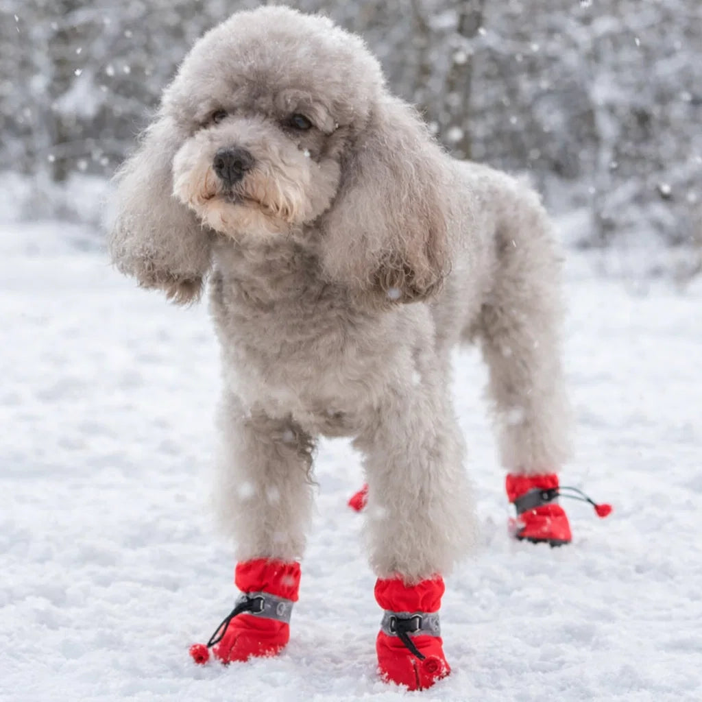 PawStep™️ - Beskytter potene mot kulde, salt og glatt føre